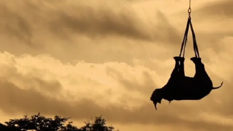 Helikopterima prebacivali uspavane nosoroge u novo stanište