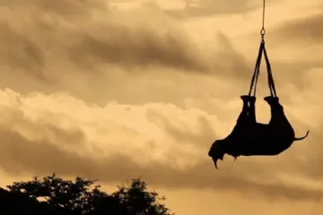 Helikopterima prebacivali uspavane nosoroge u novo stanište