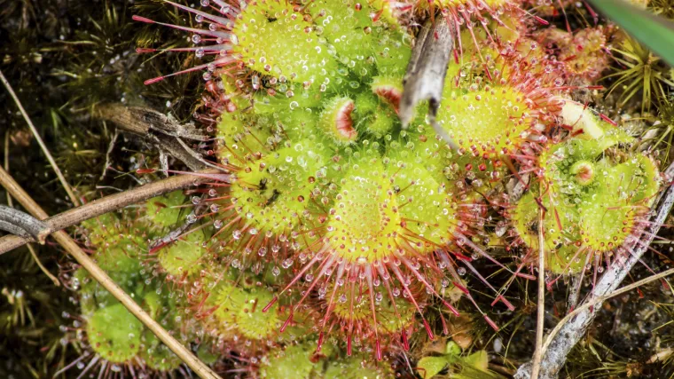 Na Facebooku otkrivena nova vrsta biljki mesojeda