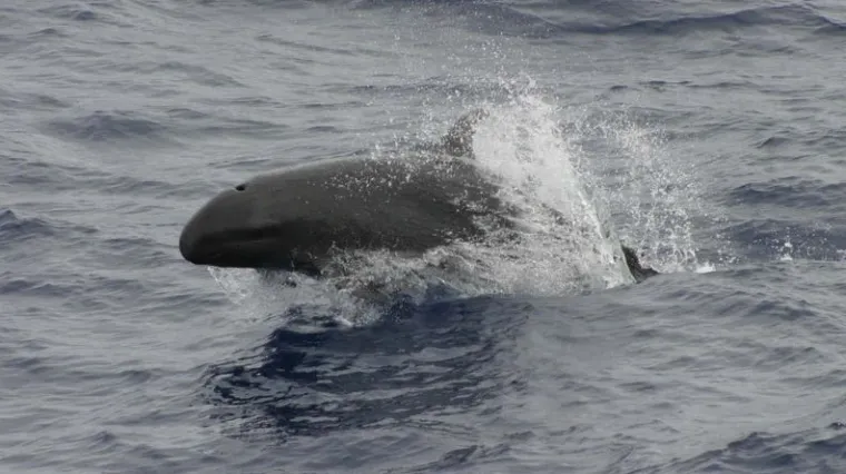 Neobičan gost kod Dugog Rata: u moru uočen rijetki crni dupin!