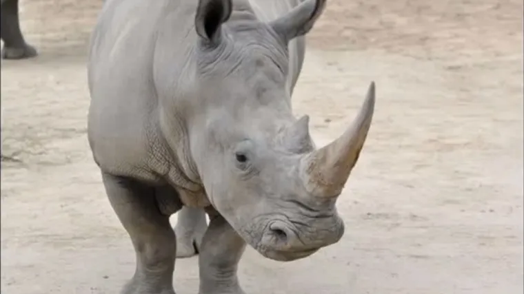 Umro sjeverni bijeli nosorog, ostala su još samo 4 na svijetu
