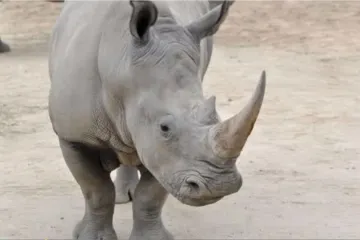 Umro sjeverni bijeli nosorog, ostala su još samo 4 na svijetu