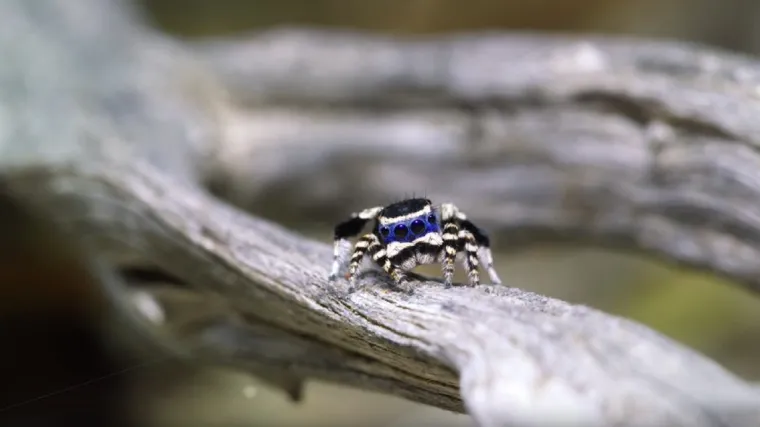 Nedavno otkrivena vrsta pauka ima neke neodoljive plesne pokrete