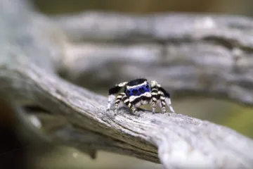 Nedavno otkrivena vrsta pauka ima neke neodoljive plesne pokrete