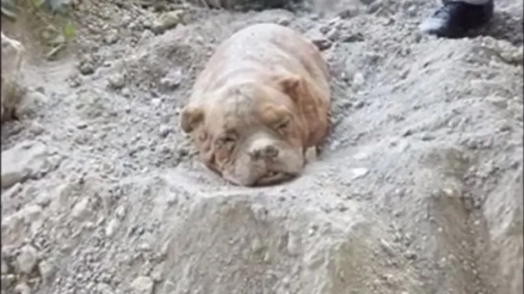 Vlasitog psa živog sahranio