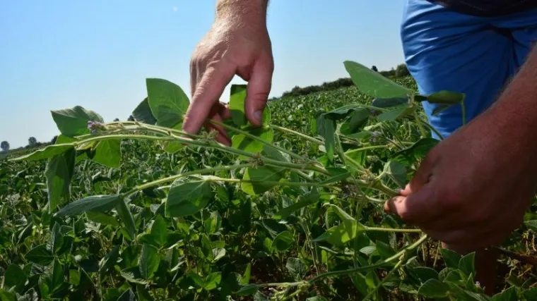 U okolici Zagreba dijeli se besplatan grah