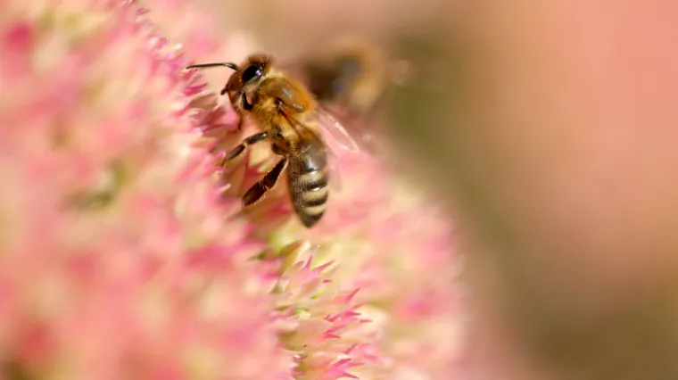 Do kraja godine istječe zabrana pesticida, a onda smo 'gotovi'