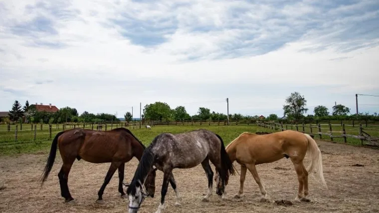 Ljubomorni suprug vezao ženu za konje i vukao je po njivi