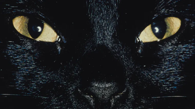 Zjenice kod mačke: Zašto mačke imaju uspravne zjenice?