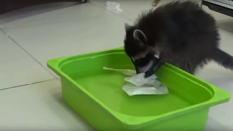 Ova 'ljubimac' može biti ili jako produktivan ili čista noćna mora