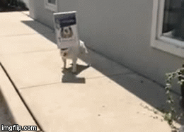 Preslatki buldog opsjednut kutijom nasmijava cijeli svijet svojom nespretno&scaron;ću