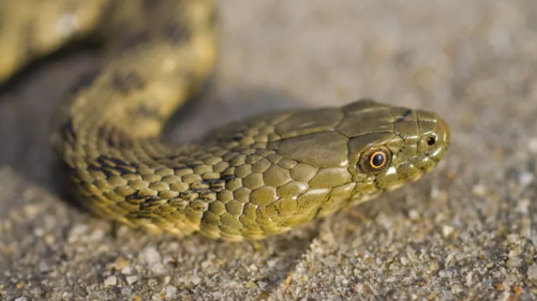 Usred grada pronađena metar dug zmija
