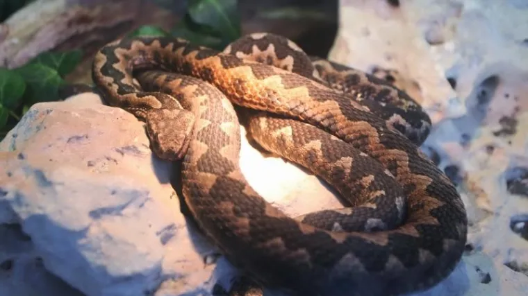 Bosanac objavio oglas u kojem kupuje poskoke, javljaju se prodavači