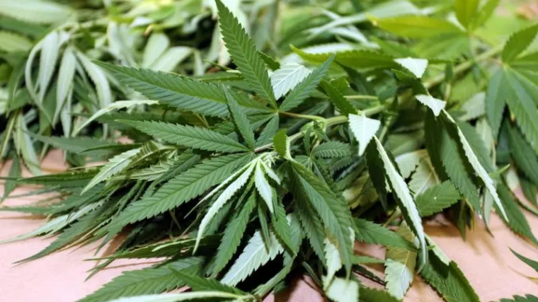 Evo kada će se marihuana koristiti kao lijek