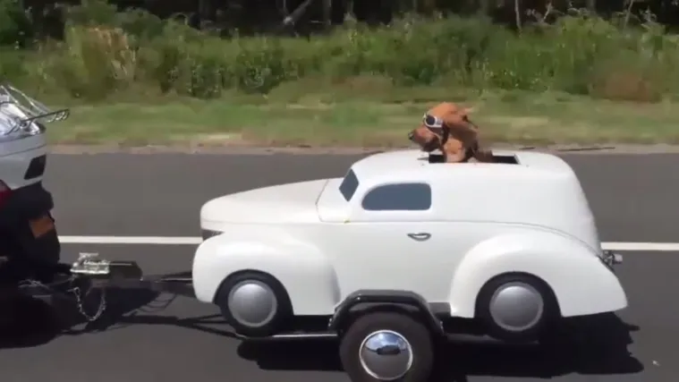 Urnebesni pas juri cestom u auto-prikolici i vozačkim naočalama