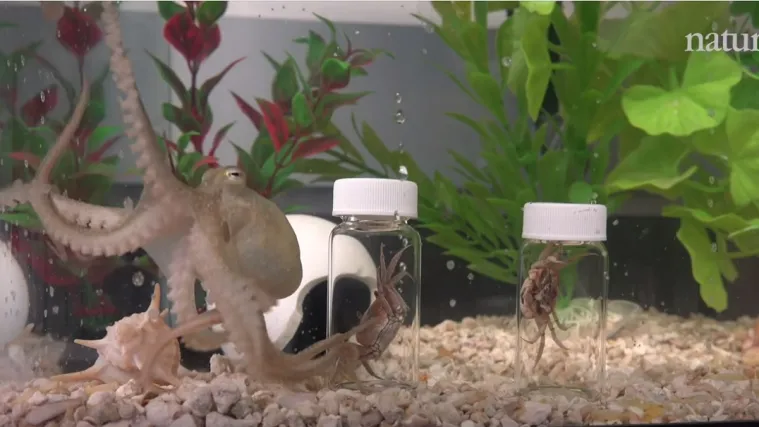 Genom hobotnice drži ključ skrivene inteligencije