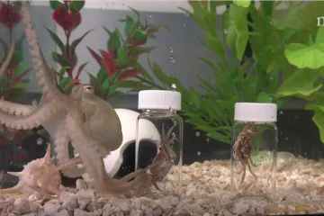 Genom hobotnice drži ključ skrivene inteligencije