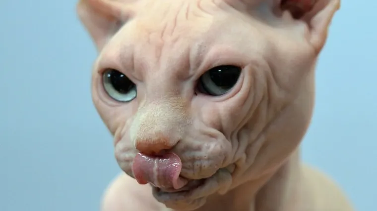 Riješena vječna dilema jesu li bolje mačke ili psi