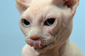 Riješena vječna dilema jesu li bolje mačke ili psi