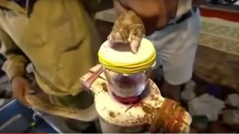 Pogledajte što se dogodi u tijelu kad vas ugrize poskok