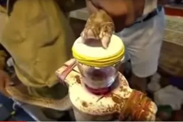 Pogledajte što se dogodi u tijelu kad vas ugrize poskok