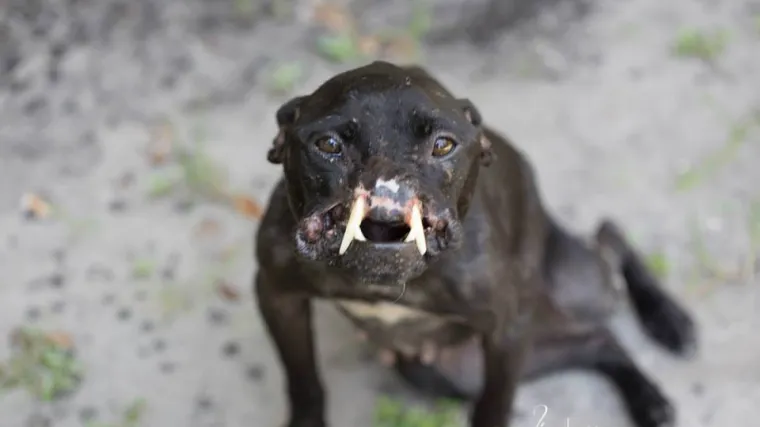 Kujica Kaleshi brutalno je mučena, ali od ljudi nije odustala