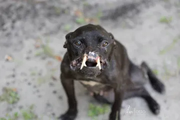 Kujica Kaleshi brutalno je mučena, ali od ljudi nije odustala