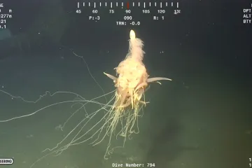 Ne dopustite da vas ova hrpa tjestenine zavara