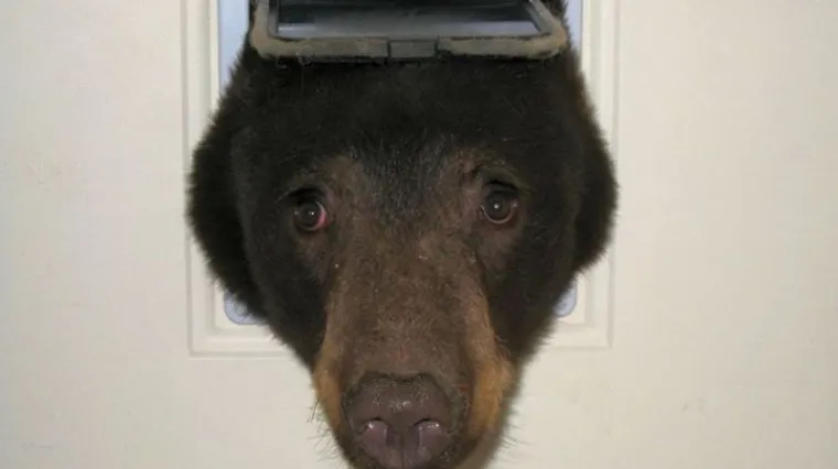 Stra&scaron;ni lopov zaglavio u otvoru za mačku pa postao viralni hit