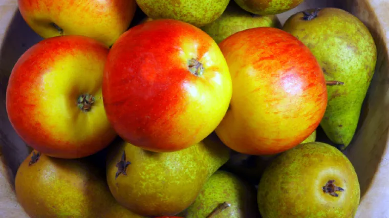 Njemački znanstvenici mije&scaron;aju kru&scaron;ke i jabuke: traži se otpornost na bolesti