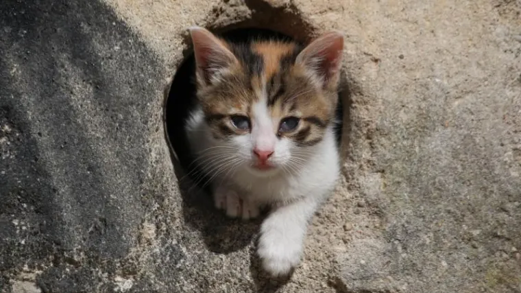 Tko se normalan natječe u bacanju mačića u zrak?!?