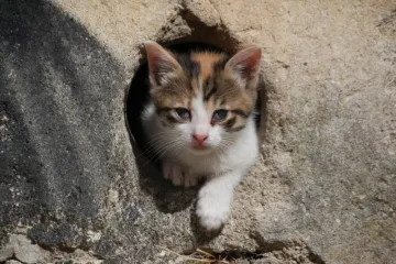 Tko se normalan natječe u bacanju mačića u zrak?!?