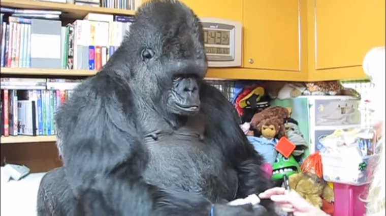 Gorile možda imaju dar govora