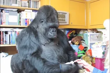 Gorile možda imaju dar govora
