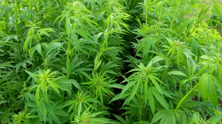 Evo načina kako legalizirati biznis uzganjanja marihuane