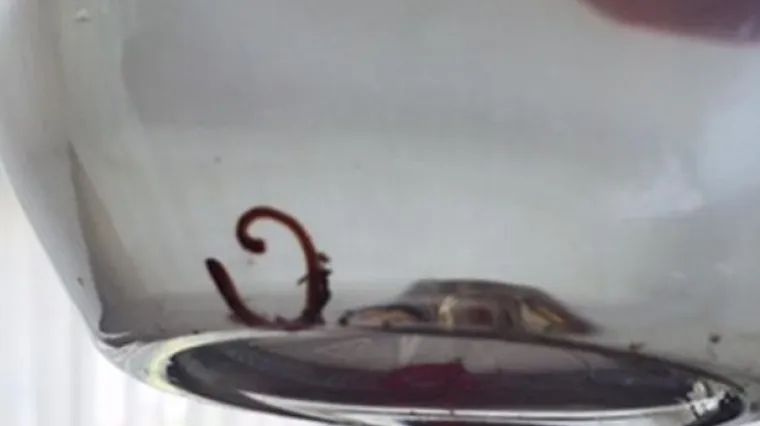 Britanci u vodi na&scaron;li crva, u vodovodu možda obitavaju paraziti