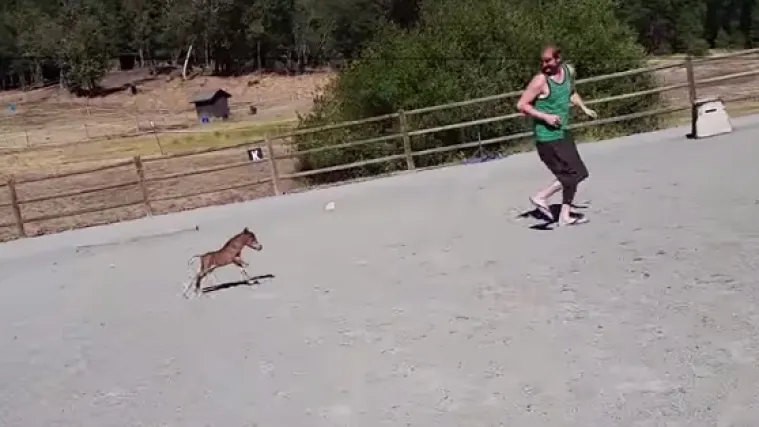 Minijaturni konjić zaigrao se sa svojim vlasnicima kao da je mali pas