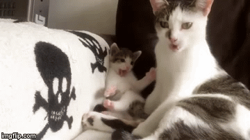 Mače staro samo 25 dana totalno će vas raznježiti!