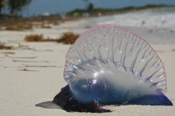 Uz obale se pojavljuju ogromne smrtonosne meduze