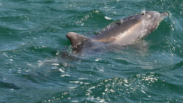 Hamas uhvatio dupina za kojeg tvrde da je &scaron;pijunirao za Izrael