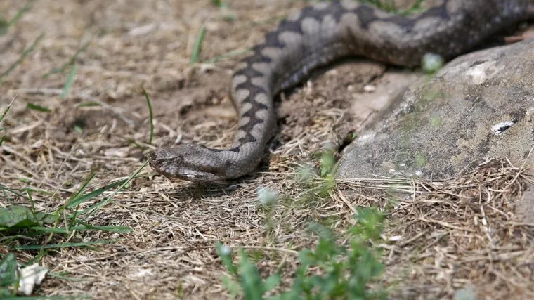 Nakon &scaron;to su ilegalno pre&scaron;li granicu Kosovare ugrizla zmija, pomoć potražili kod policajca