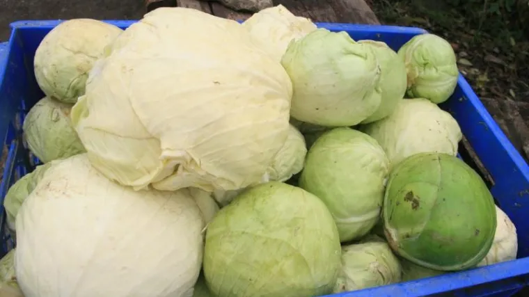 Ogulinski kiseli kupus dobio oznaku izvornosti na EU razini