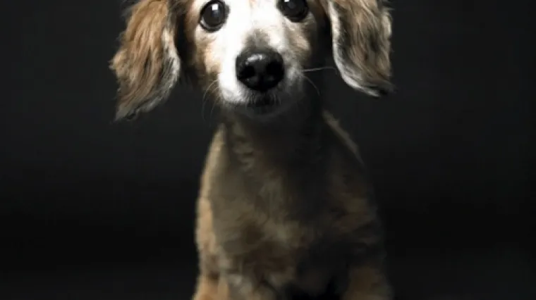 Inspirirana svojim ljubimcem, ovjekovječila mladost i starost pasa