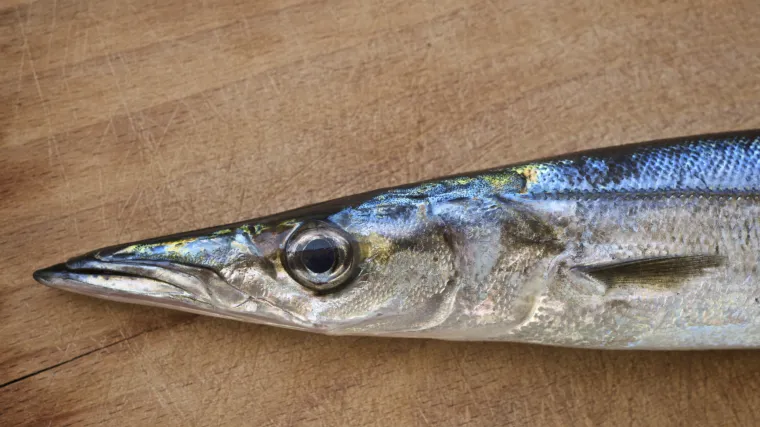 Žutousna barakuda novi je stanovnik Jadrana