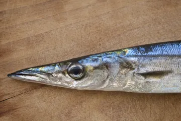 Žutousna barakuda novi je stanovnik Jadrana