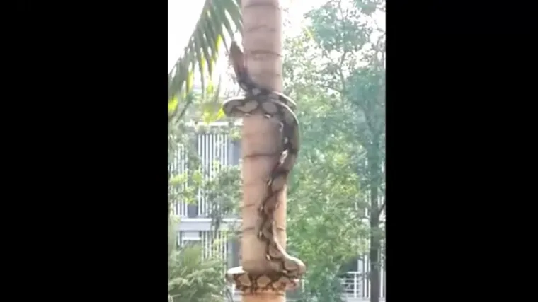 Kako se zmije penju po drveću?