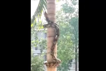 Kako se zmije penju po drveću?