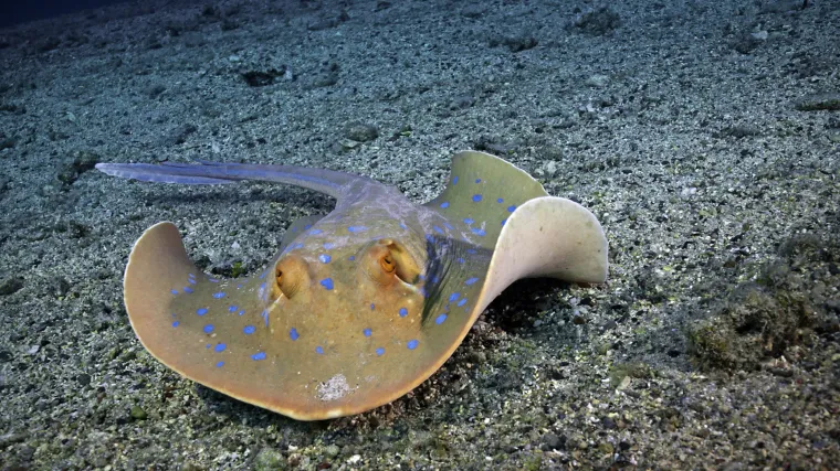 Pogledajte kako raža jede plijen kojega niti ne vidi