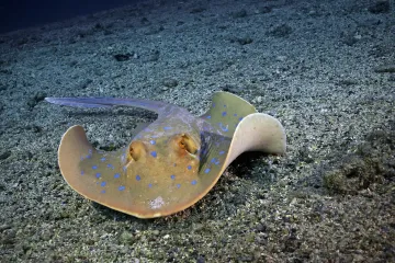 Pogledajte kako raža jede plijen kojega niti ne vidi