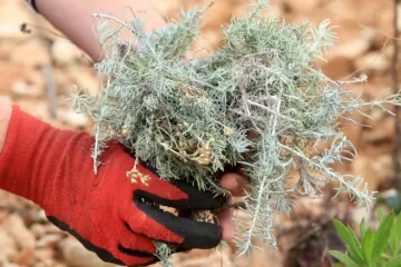 Mislio sam ići u Zagreb ili u Njemačku, ali ostat ću, pa što bude